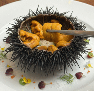 sea urchin